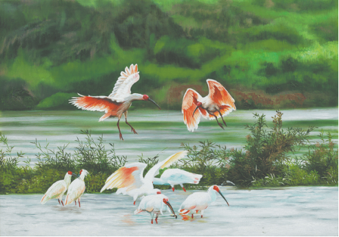 Artist paints the crested ibis back from extinction